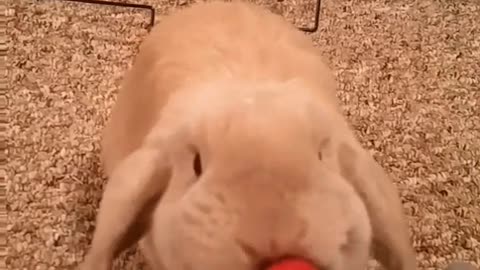 Bunny Eats Strawberry