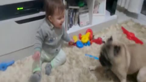 Baby and dog playing - Baby and PUG