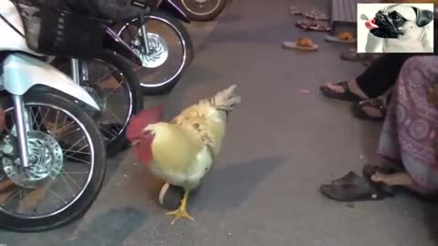 how pode funny chickens try not to laugh at the funniest animals 2020 Videos