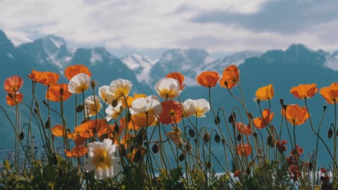 Poppy flowers in the alps environment