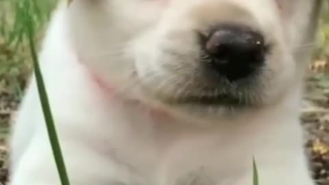 Cute Dog Sound