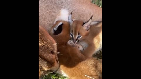 AWW Animals SOO Cute_ Cute baby animals Videos Compilation cute moment of the animal