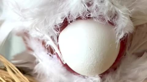 When You Try to Outdo the Hen: Hilarious Egg-laying Act!