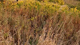 Blackwell Forest Preserve