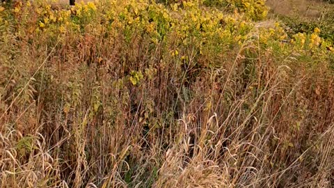 Blackwell Forest Preserve