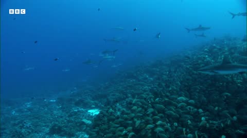 Reef Shark Feeding Frenzy South Pacific BBC Earth