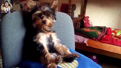 Animals Acting Like Humans, Funny Videos