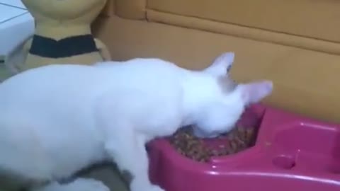 Gatinho comendo