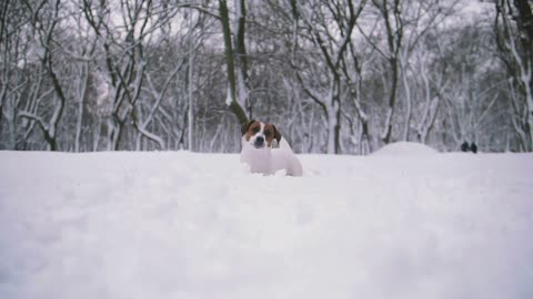 Jack Russell terrier dog playing in snow