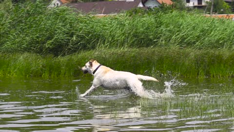 A dog runs into the water in slow motion⁦❤️⁩