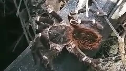 Aranha enorme em uma madeireira no Mato Grosso