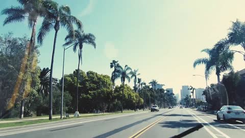 Palm Trees Seen From a Moving Vehicle