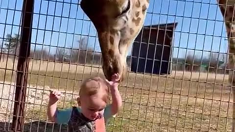 Cute Giraffe Gives Baby Smooches!