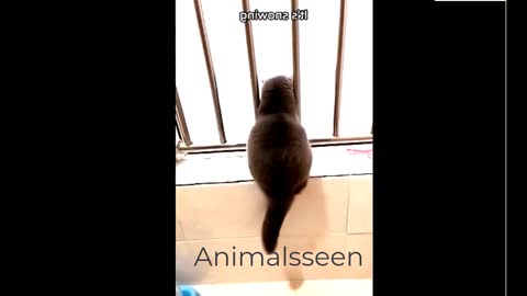 Funny Cat Videos Baby Compilation Animals