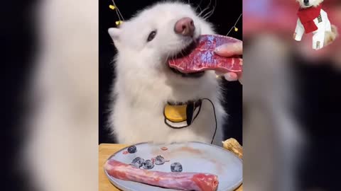 CUTE Husky Eating and Playing