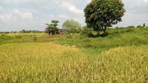 View of rice fields