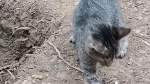 Funny Cat Playing Stone