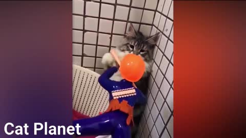 Funny Cats Video Compilation cats 2021 catc