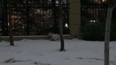 pets playing in the snow