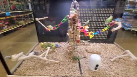 EXPLORING PETSMART ANIMAL FRIENDS