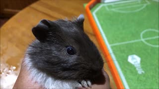 Black and White Guinea Pig