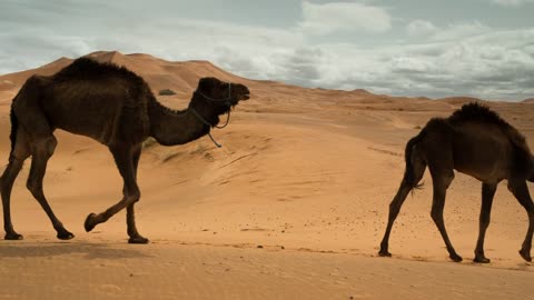 IT'S WILDLIFE - ROW OF CAMELS WALKING IN THE SAND NEAR THE DUNES OF DESERT