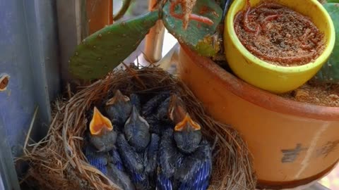 Beautiful scene of bird feeding her baby /Beautiful scene /bird feeding her baby /bird /birds