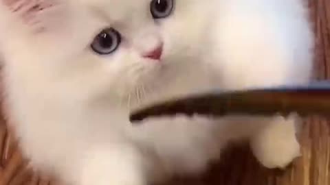 Cute cat