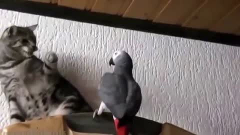 Parrot Vs Cat - fun is not enough - amazing short clip