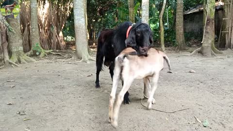 Lots of two goats they do very beautiful surprising shoots which we enjoying Episode