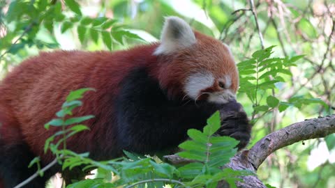 Red panda 4k