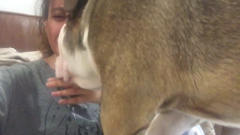 British Bulldog comforts crying mom