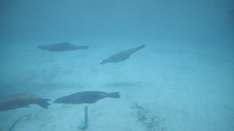 Seals at the aquarium!