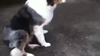 Funny dog sings