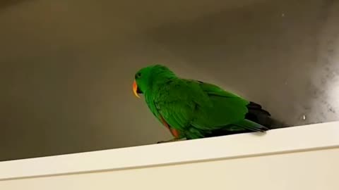 Chatty parrot loves to talk most when he's in the bathroom