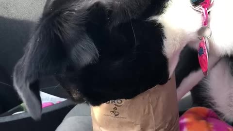 Dog has a little snack 🍿