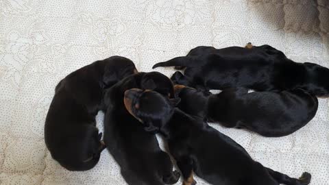 Dachshund's mom, dad, babies, right after the birth.