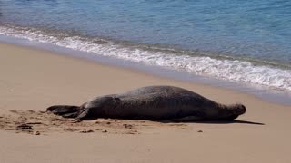 Hawaiian Monk Seal