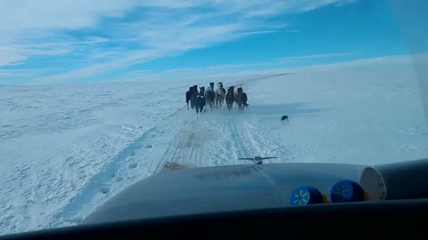 Wild Horses Lead the Way Along Lonely Dirt Road