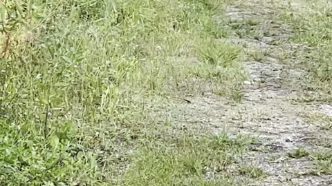 Biker Encounters Black Bear on Trail