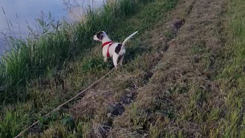 English Pointer get's her 1st bird