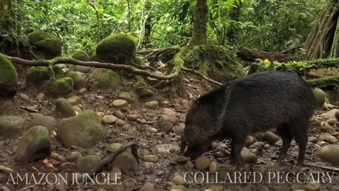 Collared Peccary: Rare Footage of Amazon's Fascinating Wildlife 🐗🌿