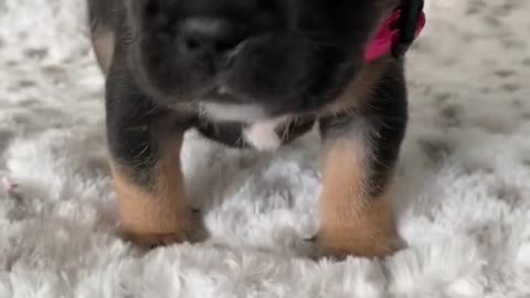 Super cute dog