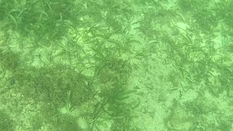 Snorkeling Adventures Philippines. Wow so many starfish just before getting to the reef