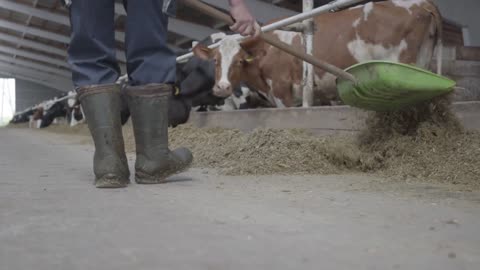 Legs of unrecognizable man in rubber boots on the cow farm shoveling hay to cows close-up