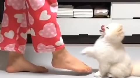 This cute cat 🙀 very beautiful dance 😻😻😻