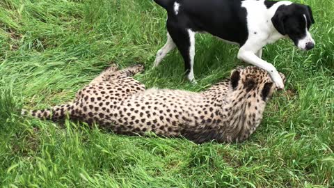 Puppy Dog and Cheetah Are Best Friends