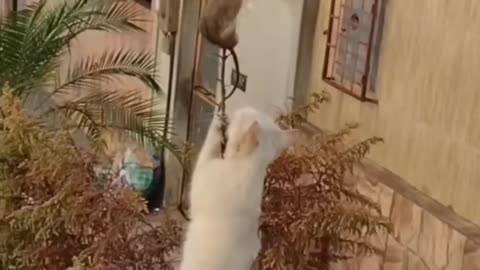 Funny animals 😄hub,funny animals club youtube, 🤣, funny animals dancing 💃😄, funny animals fighting 😄