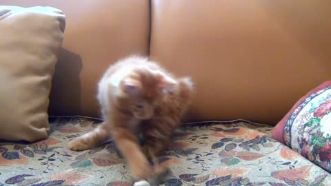 Little kitten playing his toy mouse