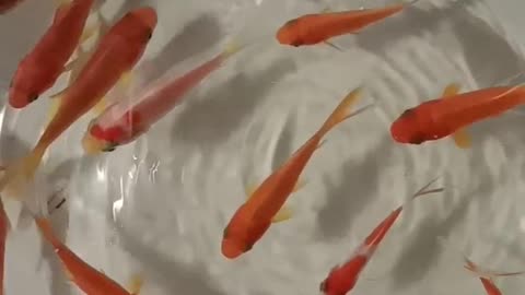 Small goldfish